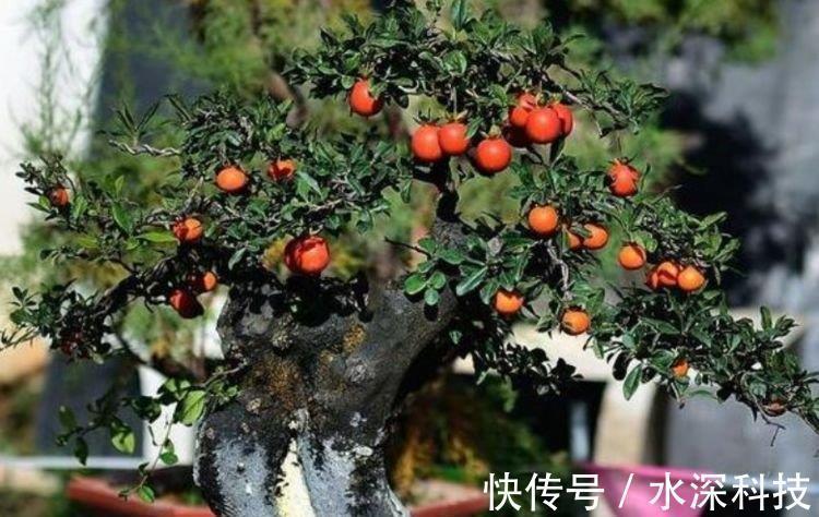 阳台|阳台养这几朵花，花开不断，沾点水就疯长，开花勤还爱爆盆