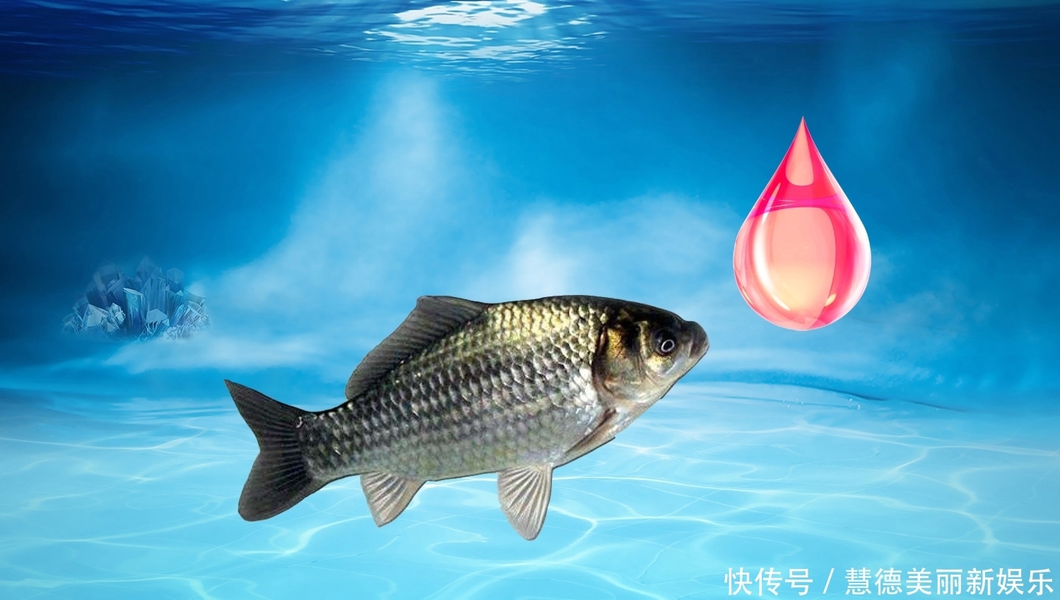 雾化|钓鲫鱼时怎样才能快速诱鱼？钓鲫鱼的打窝快速诱鱼技巧