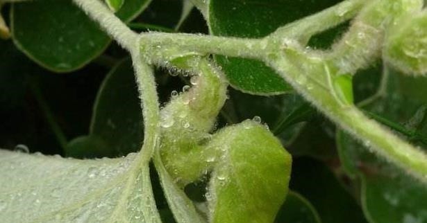 冬病夏治|农村最为神奇的野草,用它泡酒可以预防疾病,可祛湿缓解关节疼痛