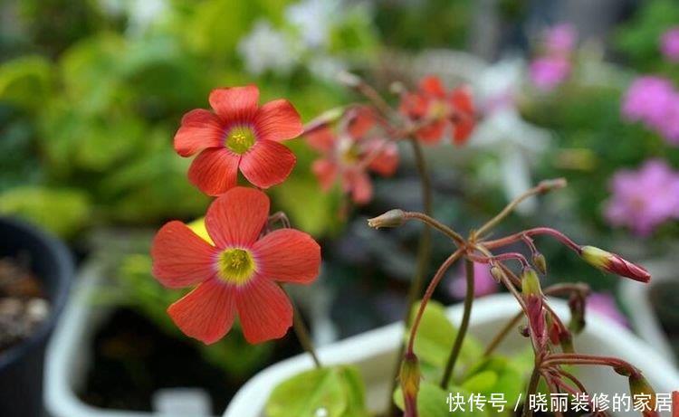 有一种漂亮的花,养起来很省心,花开热烈,年年开花一大盆