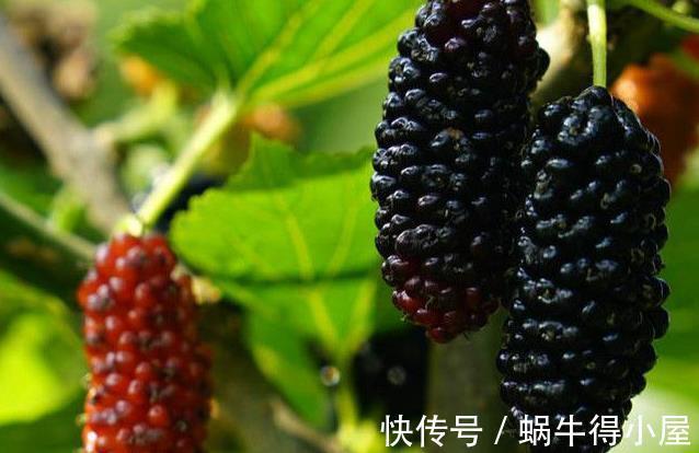 寒性食物|桑葚好吃却不可乱吃，吃桑葚有1大禁忌，为健康了解一下