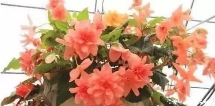 超长|此几款花卉,好养易爆盆,一开就是300多天,花期超长的