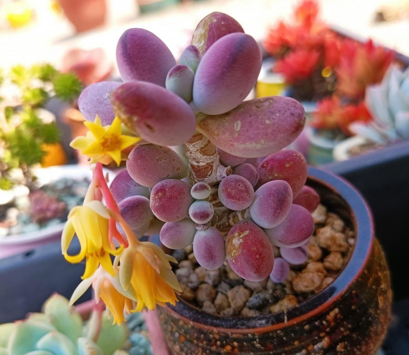 多肉一养就死,那是因为没做好这些