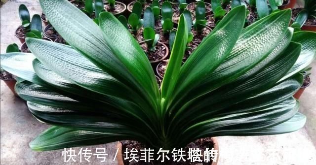 君子兰叶子出现褶皱,3个方面没有做好,应及时改正