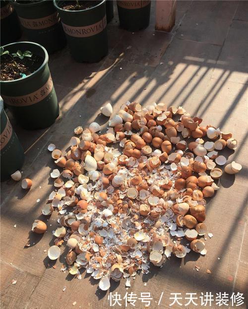 你丢掉的鸡蛋壳,我用来养花,直接碾碎就能用,根系又粗又壮!