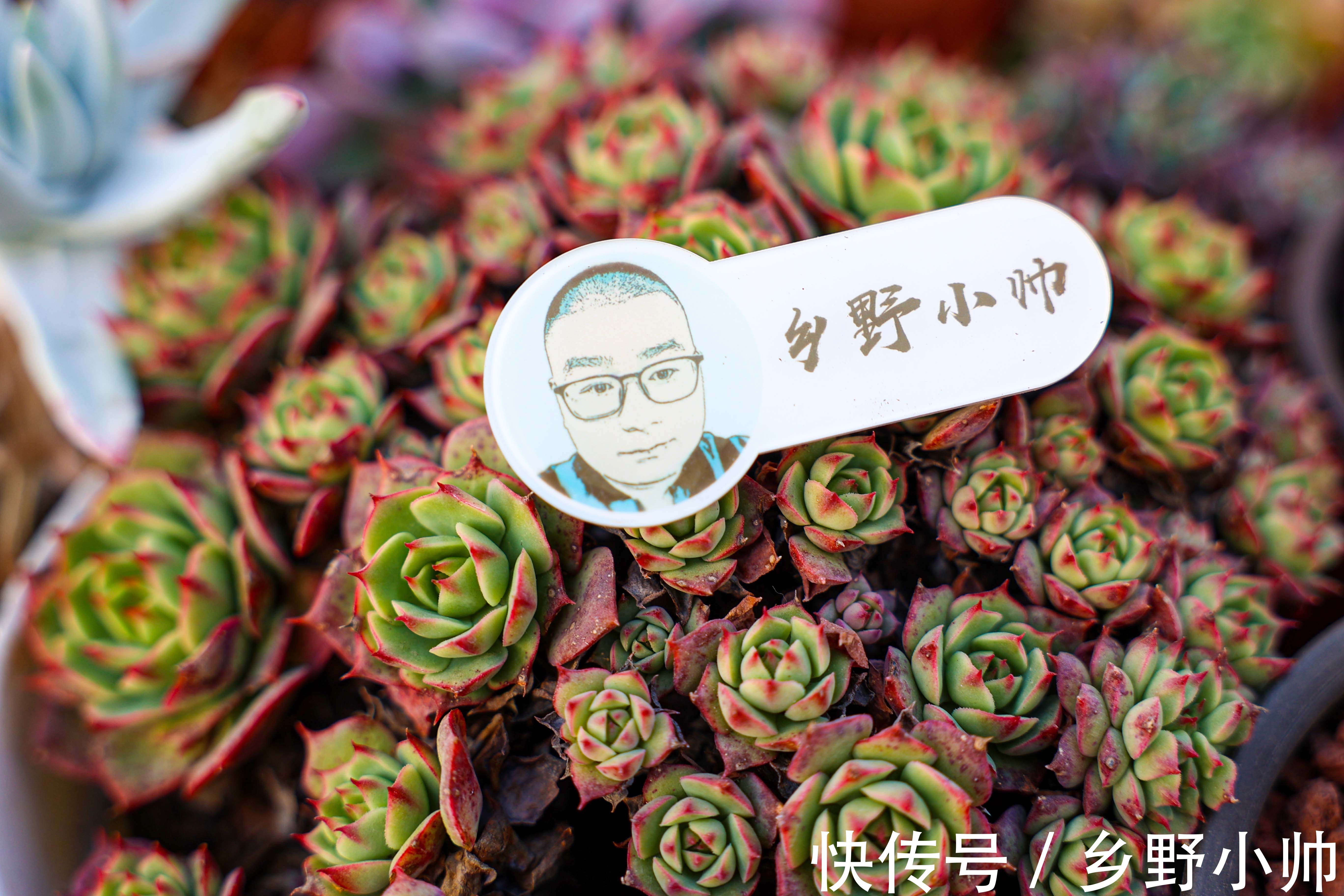 养好它,半年收获一大盆,冬日美肉之,笨芭、桃蛋篇