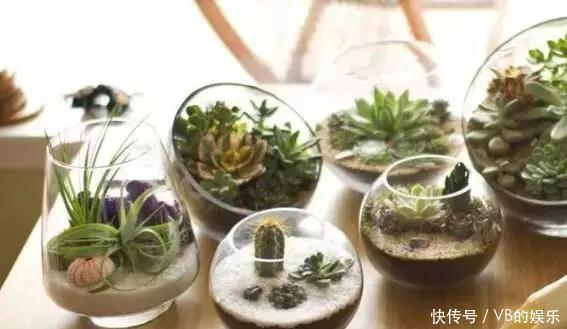 几种很耐寒的花,在冬天依旧开花美艳