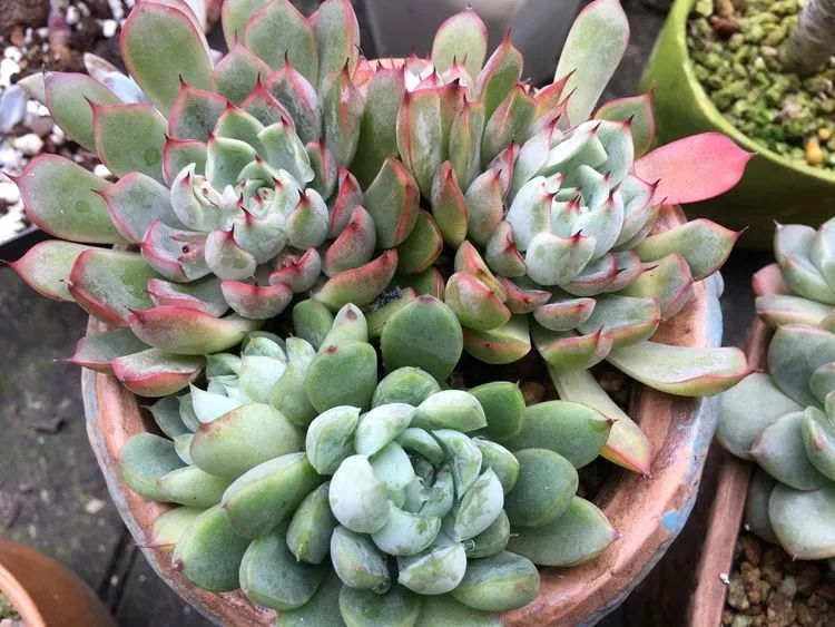 养多肉会上瘾，3年养了500多盆，既美化了环境又愉悦了心境！