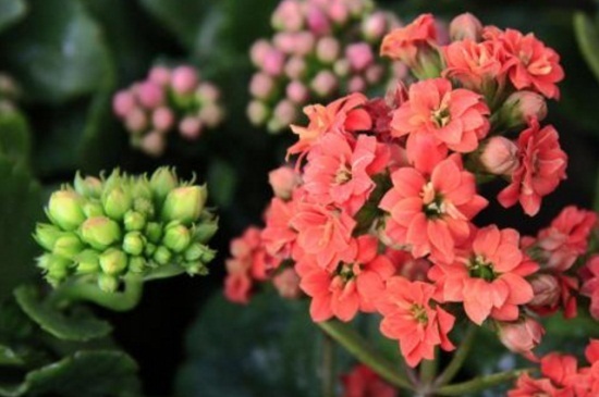 耐阴又容易开花的植物有哪些考拉园艺网带你了解这4种花卉