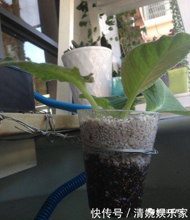 叶片|1种花超耐阴,一点散光就爆盆,花一开就是200多天!