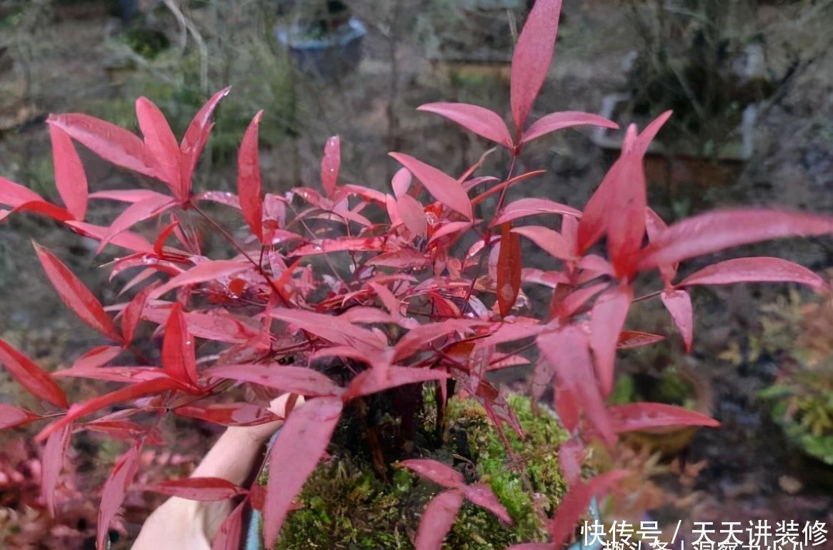 火焰南天竹不难养,掌握“三习性”,叶片红似火,结出玛瑙小红果