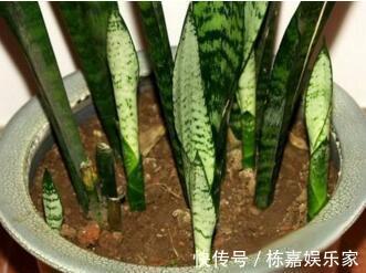 家里养4种耐旱花,浇水太多就烂根,一月浇1次蹭蹭长