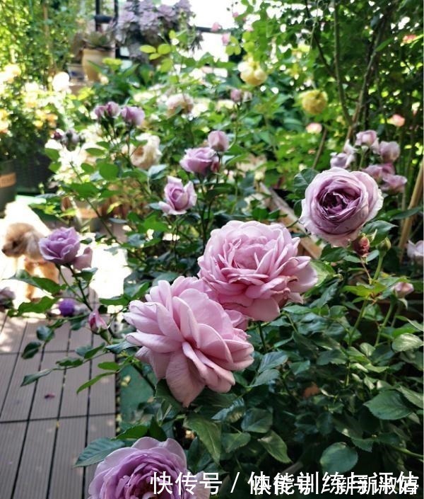 奥斯汀|他痴迷养花，露台养了100多盆花，盆盆美爆，惊艳全小区！