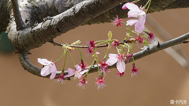 樱满枝头花争艳，顾村公园踏青赏花