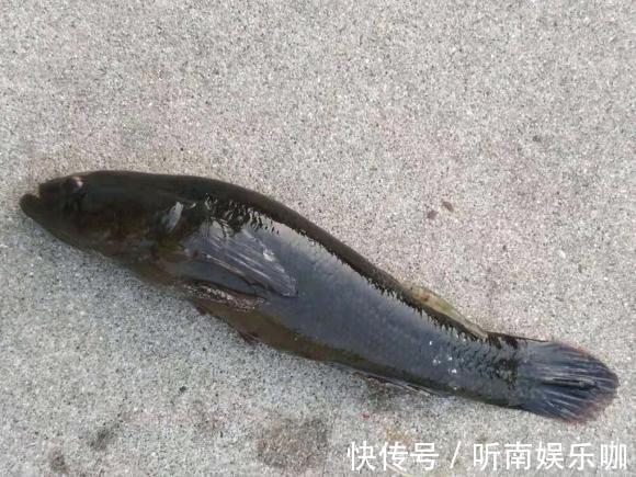 土憨巴|深圳一钓鱼人钓获呆子鱼，又黑又丑担心不能吃，网友：多加葱姜蒜