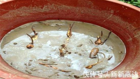 绿油油|农村的莲藕不长在池塘而种在桶里，一桶能吃半年