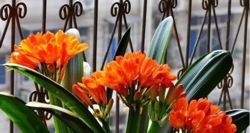 养君子兰就像“种白菜”狂长叶不开花，3个解密，开花几十年