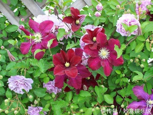 花园三宝中，月季和铁线莲是黄金搭档，怎么配都美！