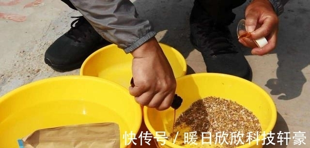 鲤鱼|夏季白天想要钓好草鲤鱼,除了晚上夜钓,我们还可以试试这两招