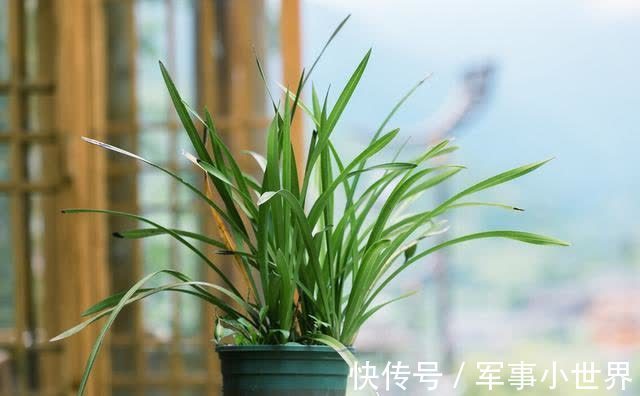 奥绿|兰花和其他花卉在养殖上有不同之处,需要做好这两个方面的工作