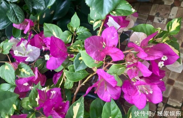 花苞|养三角梅,满足它3个“要求”,不管啥品种,都能开满花