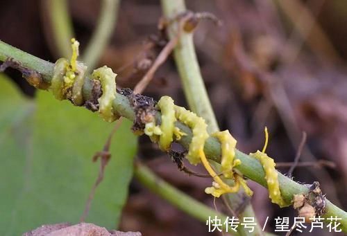 若在大豆上见到这野草，别手软，赶紧采摘回家，它种子价值很高