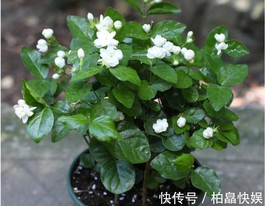 “洗衣粉”养花有奇效1周后，叶绿花大，满屋子飘香，养啥都旺