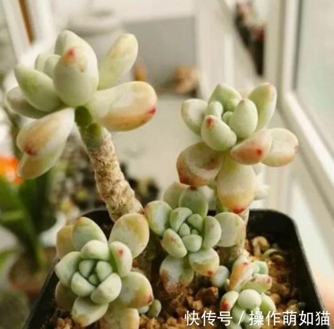 红稚莲|最受欢迎的几款多肉,你家种了吗,看后立刻被种草