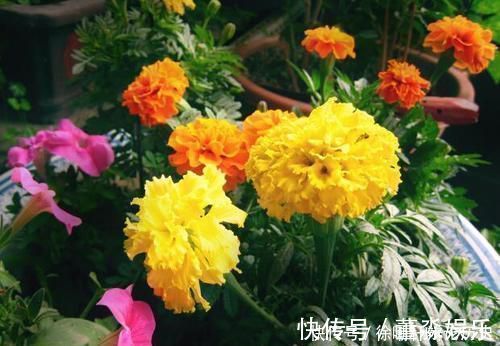 浇水|养花浇水,这几个错误别犯,不然养啥花都黄叶烂根,学会一生受用