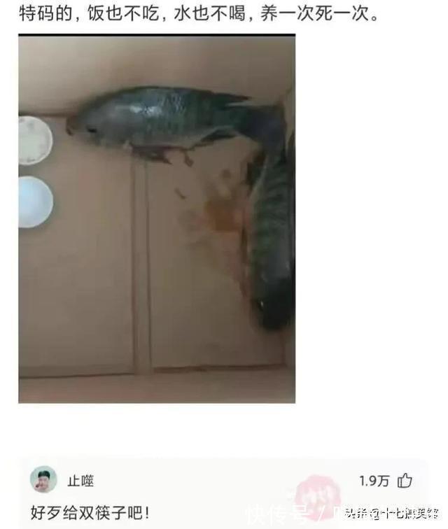 |搞笑合集:媳妇出差在酒店给我发的照片,桌子上那是胶水吗?