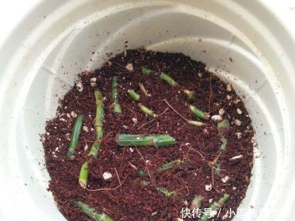 把绿萝的枝条,泡在“它”里面20分钟,三天就生根、猛长新叶