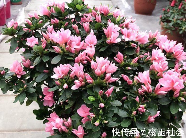 杜鹃花开败后,先做好修剪,使用两种“液体”,新芽又粗又壮