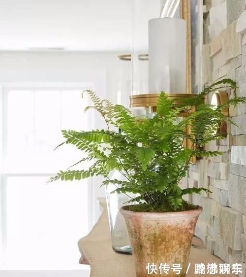 室内|17种适合生长在弱光处的室内植物,可以摆放在家里的任何角落