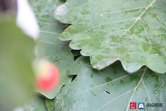 端午节|五莲的“砖头”粽子你见过吗？