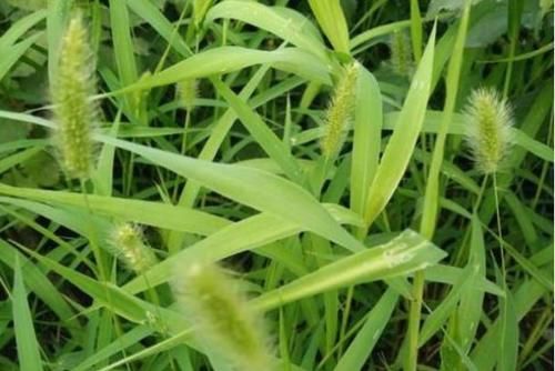农村随处可见的“狗尾巴草”，泡水服用有4大好处