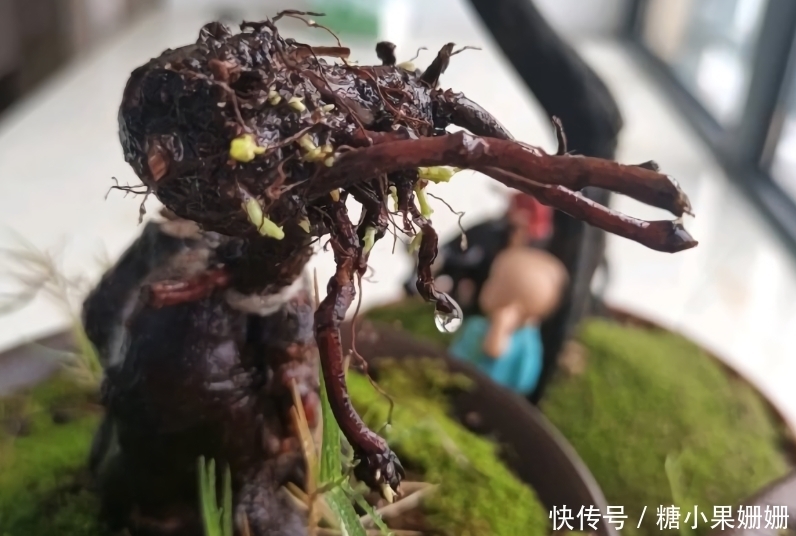 它是“四大仙草”之一,与人参灵芝齐名,农村常见,做盆景很美