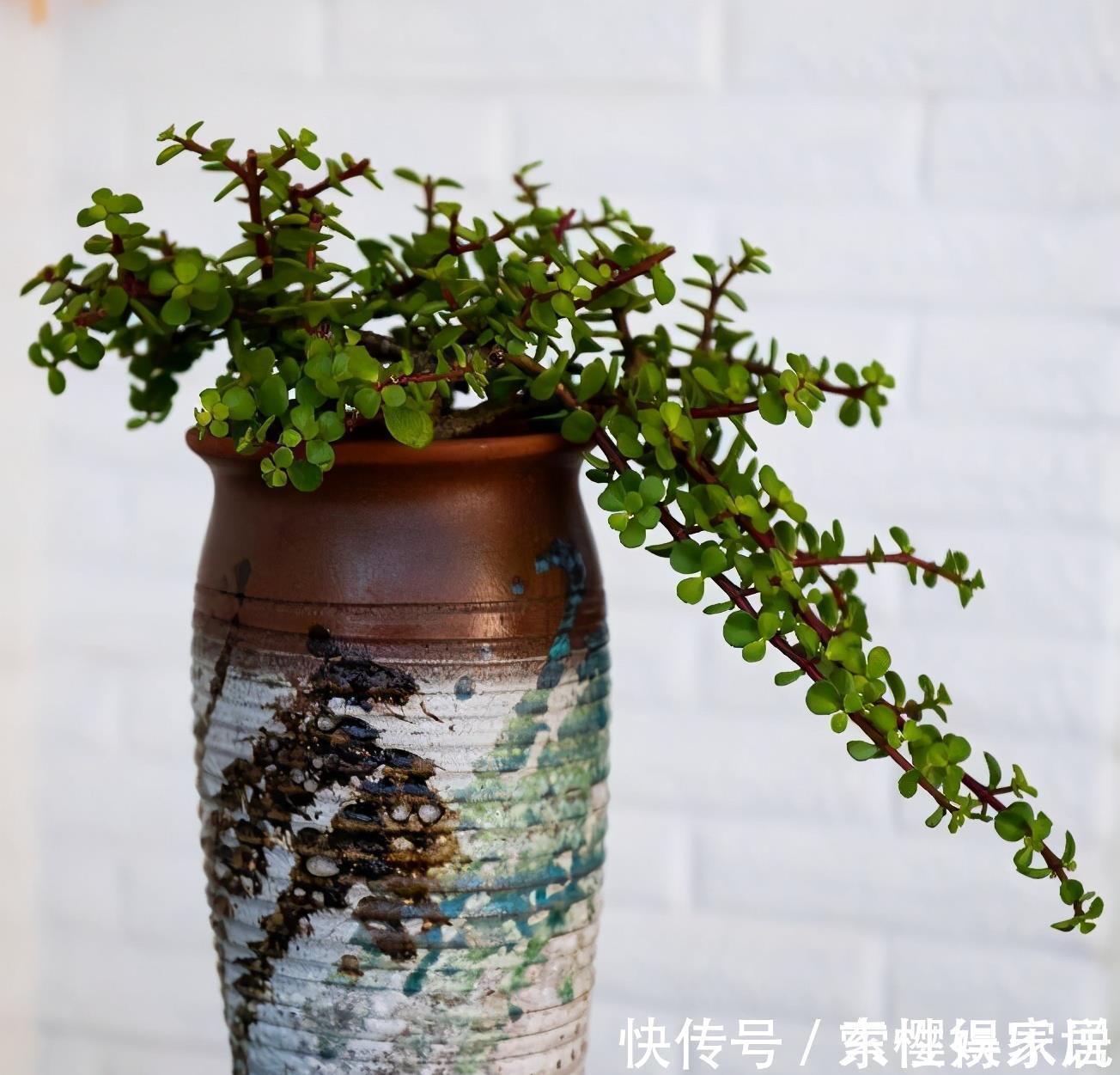 枝条|两种皮实好养的绿植,易扦插,姿态优美,变老桩盆景