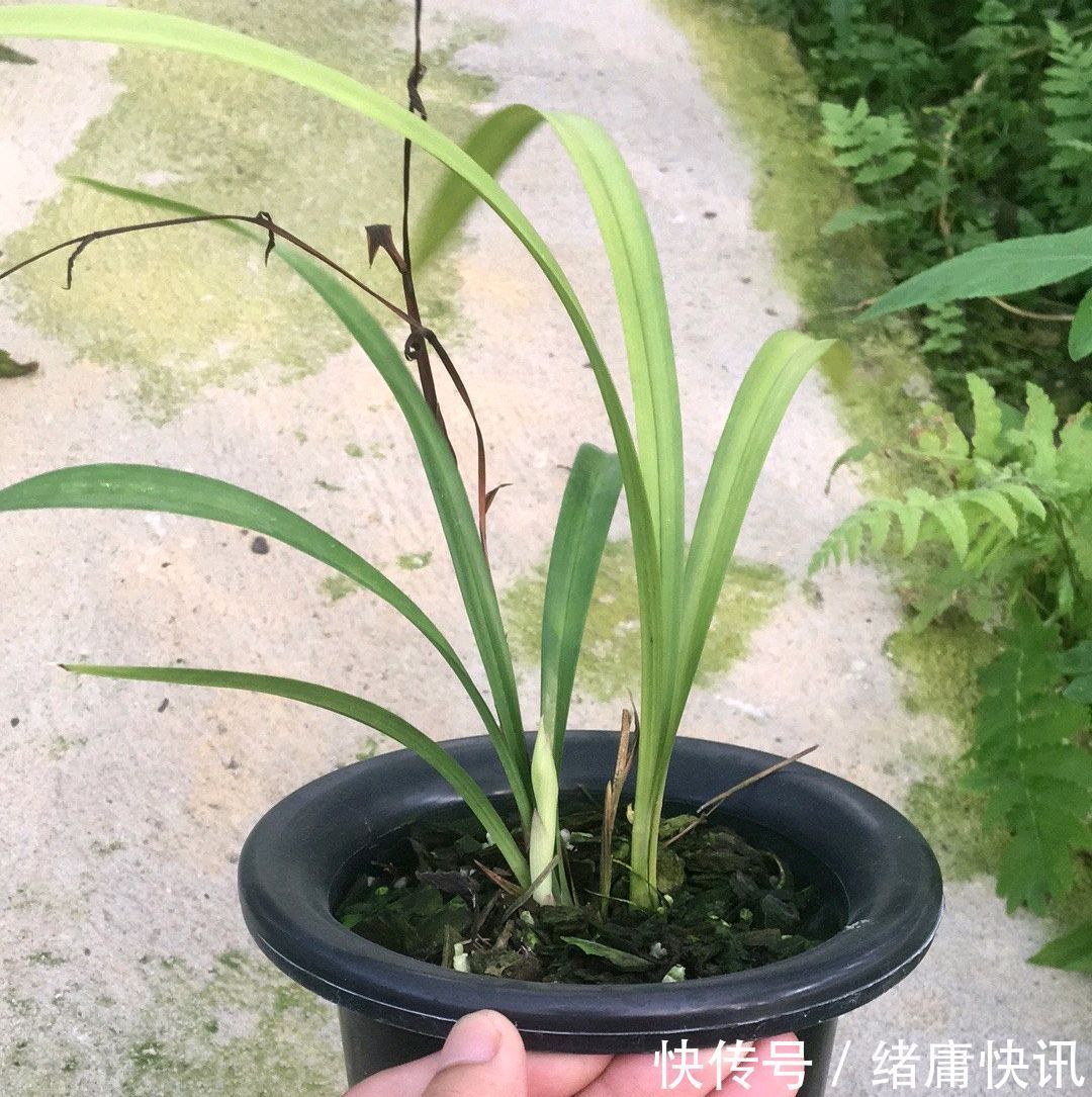 花300块买的建兰夏皇梅开花了,虽然只有一箭,不过好美好香哦