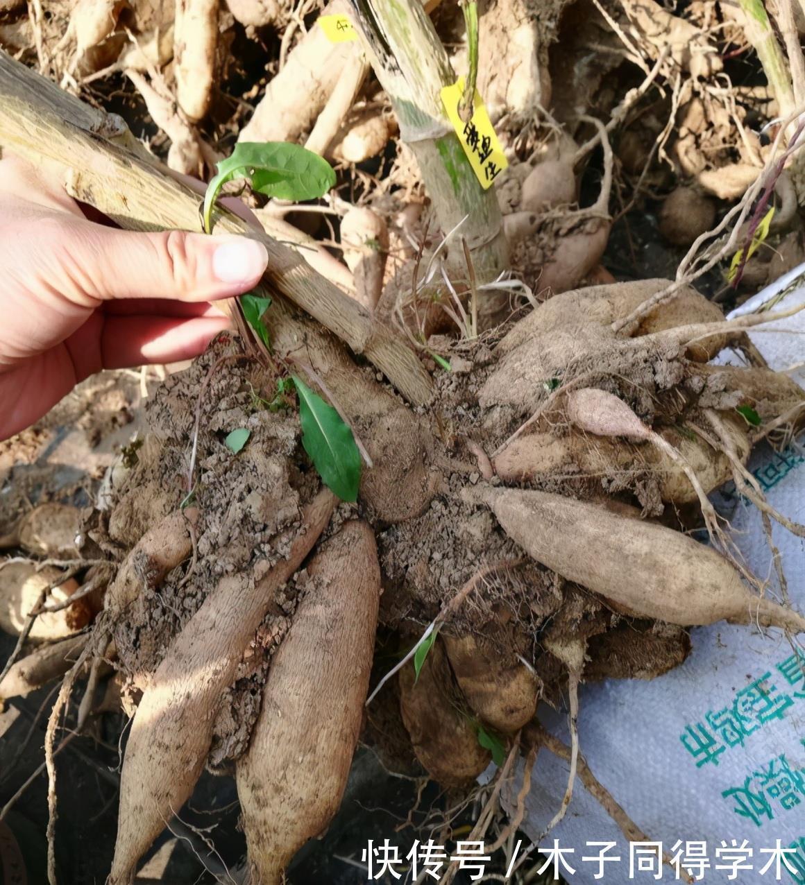 零下20度“装死”的这些花，个个“真汉子”，来年春天的爆花王