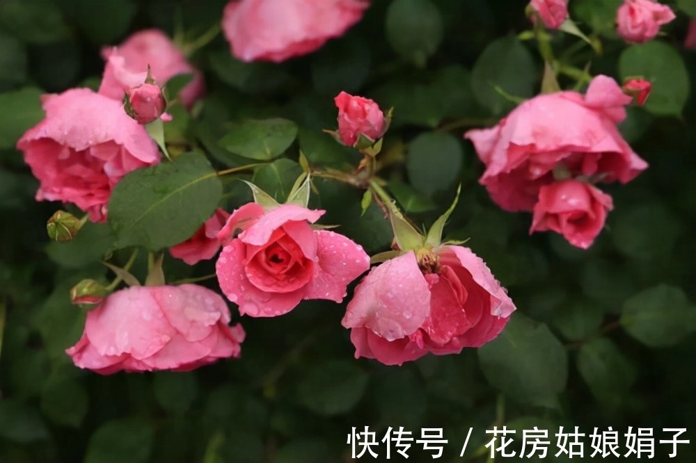 室内养殖月季花，需要达到这些条件，还要满足4个方面的要求