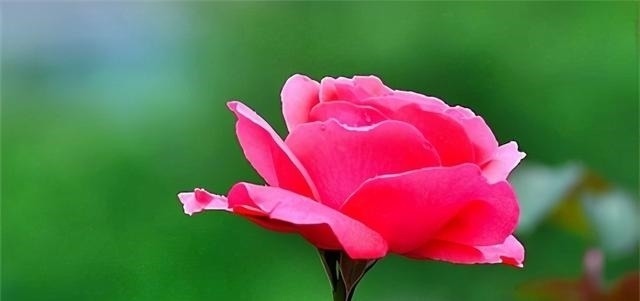 金牛座|别爱上这四个星座,不然你一辈子也舍不得离开他们