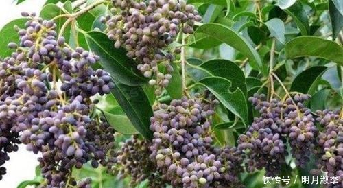 默默帶你認識一味中藥 女貞子 食療小方分享給大家 建議收藏 看新聞 默默帶你認識一味中藥 女貞子 食療小方分享給大家 建議收藏 看新聞