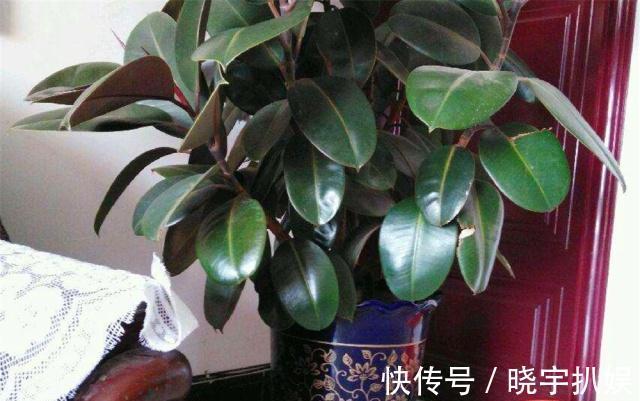 有3种“耐阴树”很好养,掐片叶子“铺”盆里,30天长成小绿树!