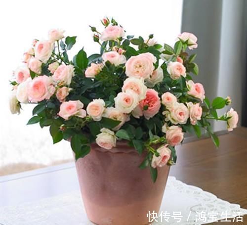 2种花，再漂亮也别养，太难养了，养花大神都难养活！