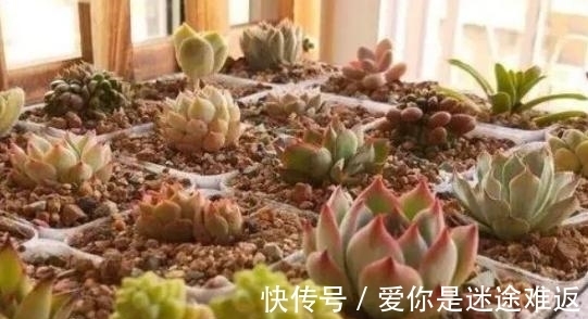 二九寒天,养多肉,想保命就得做到这“3多1少”