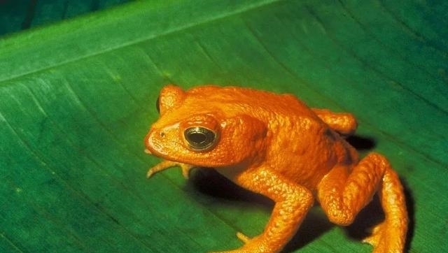 动物|一百年来,中国灭绝了多少动物?