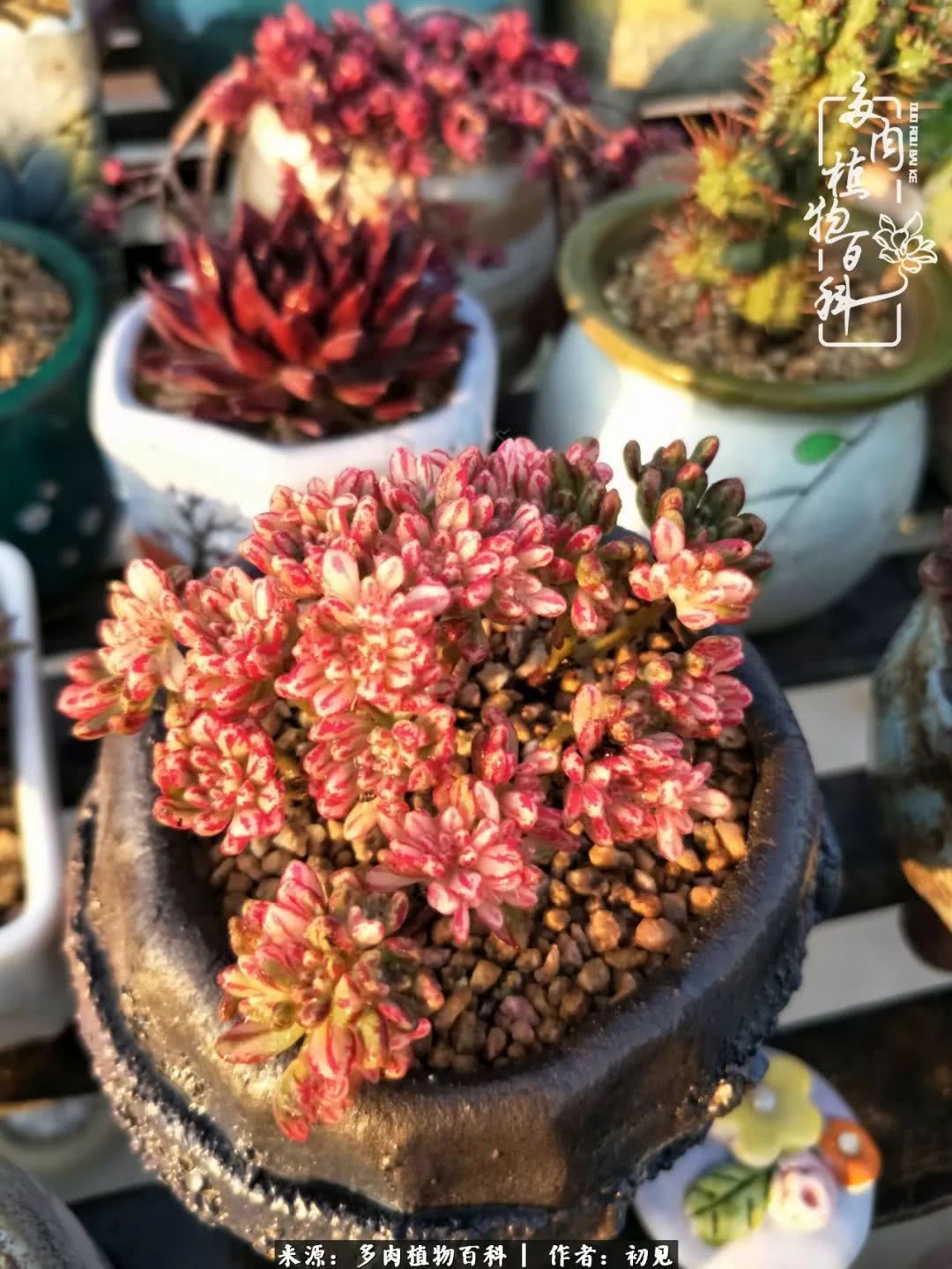 养多肉四周年，从初见到爱恋！幸福一直藏在浅薄的日子里！