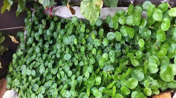 铜钱草养在这个地方,一周就爆盆,叶子能长成巴掌这么大