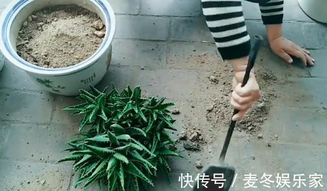 花友们|不会给长刺的芦荟换盆，花姐用这个工具来教你，放上沙土换好芦荟