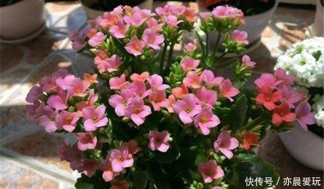 长寿|冬季长寿花正灿烂绽放,长期摆在室内别让白粉病钻了空子